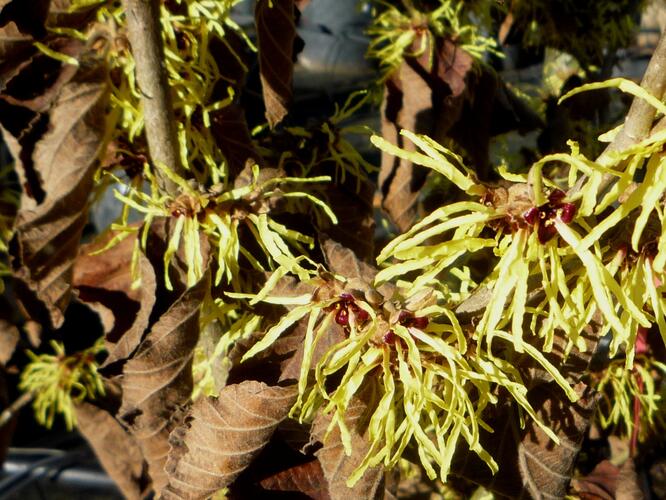 Vilín prostřední 'Pallida' - Hamamelis intermedia 'Pallida'
