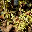 Vilín prostřední 'Pallida' - Hamamelis intermedia 'Pallida'