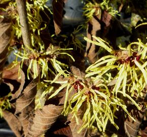 Vilín prostřední 'Pallida' - Hamamelis intermedia 'Pallida'