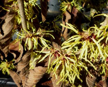 Vilín prostřední 'Pallida'