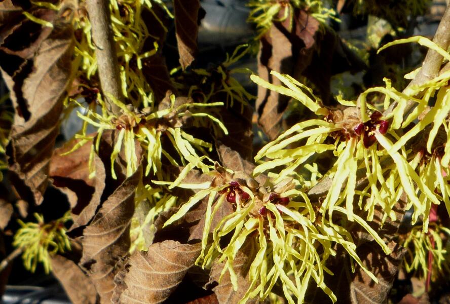 Vilín prostřední 'Pallida' - Hamamelis intermedia 'Pallida'