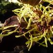 Vilín prostřední 'Pallida' - Hamamelis intermedia 'Pallida'
