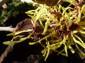 Vilín prostřední 'Pallida' - Hamamelis intermedia 'Pallida'