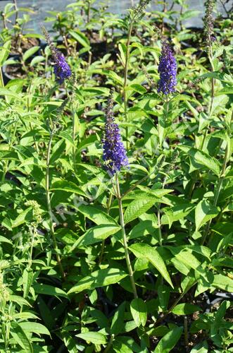 Motýlí keř, Komule Davidova 'Empire Blue' - Buddleja davidii 'Empire Blue'