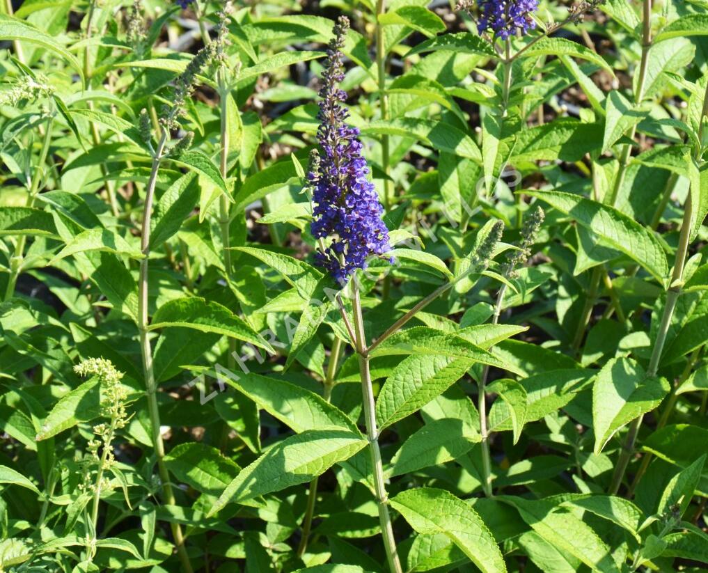 Motýlí keř, Komule Davidova 'Empire Blue' - Buddleja davidii 'Empire Blue'