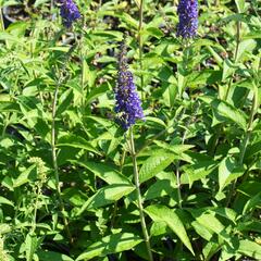 Motýlí keř, Komule Davidova 'Empire Blue' - Buddleja davidii 'Empire Blue'