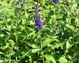 Motýlí keř, Komule Davidova 'Empire Blue'