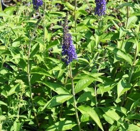 Motýlí keř, Komule Davidova 'Empire Blue' - Buddleja davidii 'Empire Blue'