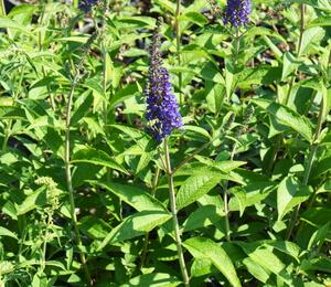 Motýlí keř, Komule Davidova 'Empire Blue' - Buddleia davidii 'Empire Blue'