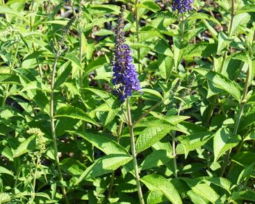 Motýlí keř, Komule Davidova 'Empire Blue'