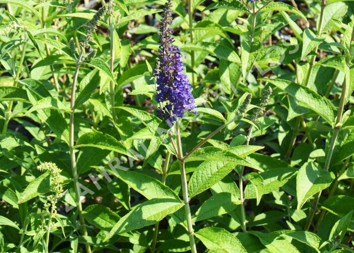 Motýlí keř, Komule Davidova 'Empire Blue' - Buddleia davidii 'Empire Blue'