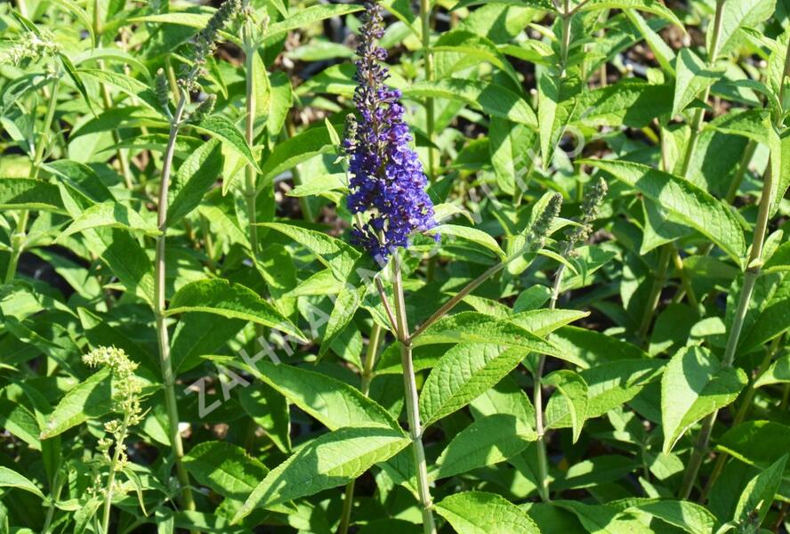 Motýlí keř, Komule Davidova 'Empire Blue' - Buddleja davidii 'Empire Blue'