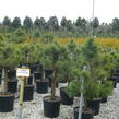Borovice lesní - Pinus sylvestris