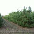 Borovice lesní - Pinus sylvestris