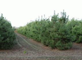 Borovice lesní - Pinus sylvestris
