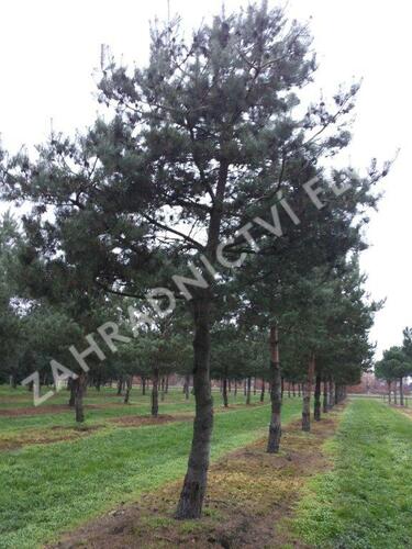 Borovice lesní - Pinus sylvestris