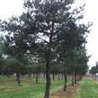 Borovice lesní - Pinus sylvestris