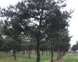 Borovice lesní