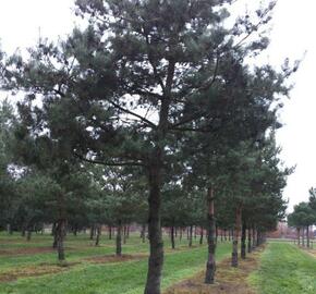 Borovice lesní - Pinus sylvestris