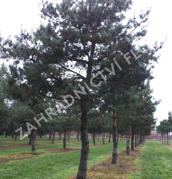 Borovice lesní - Pinus sylvestris