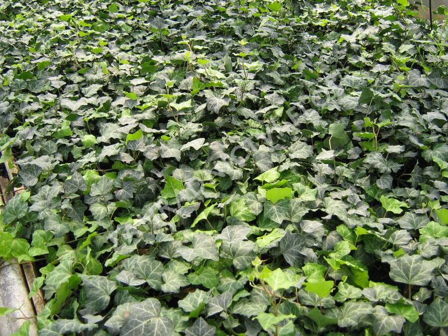 Břečťan popínavý - Hedera helix