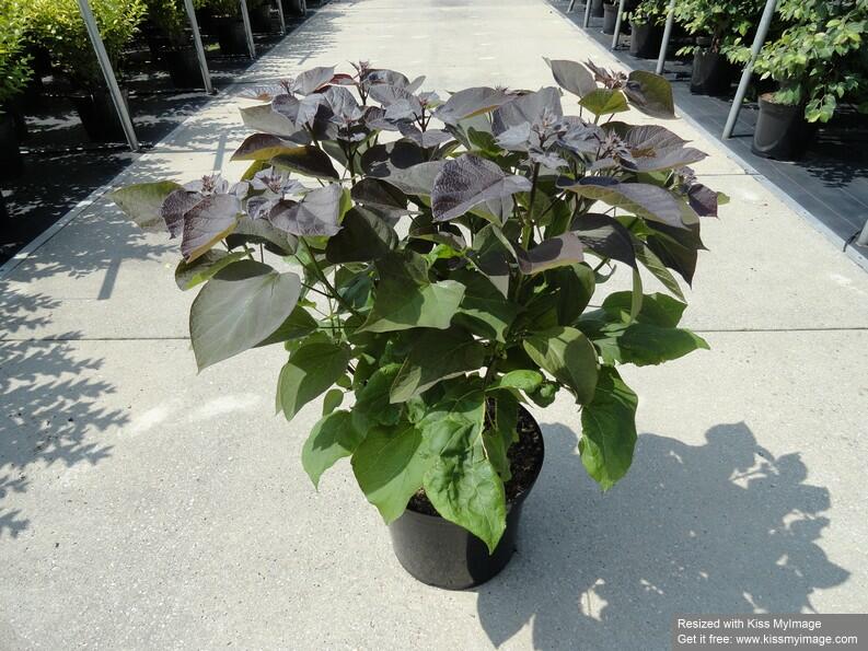 Katalpa křížená 'Purpurea' - Catalpa erubescens 'Purpurea'