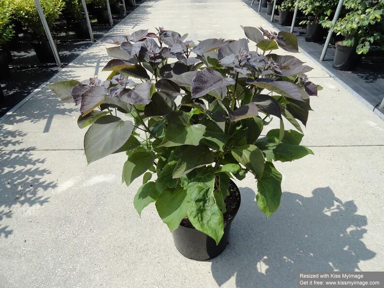 Katalpa křížená 'Purpurea' - Catalpa erubescens 'Purpurea'