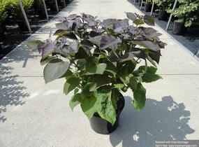 Katalpa křížená 'Purpurea' - Catalpa erubescens 'Purpurea'