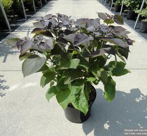 Katalpa křížená 'Purpurea' - Catalpa erubescens 'Purpurea'