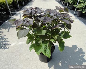 Katalpa křížená 'Purpurea'