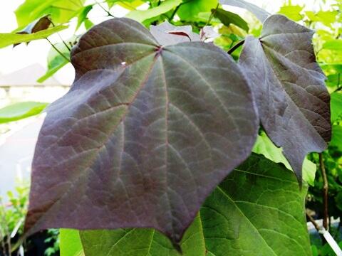 Katalpa křížená 'Purpurea' - Catalpa erubescens 'Purpurea'