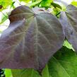 Katalpa křížená 'Purpurea' - Catalpa erubescens 'Purpurea'