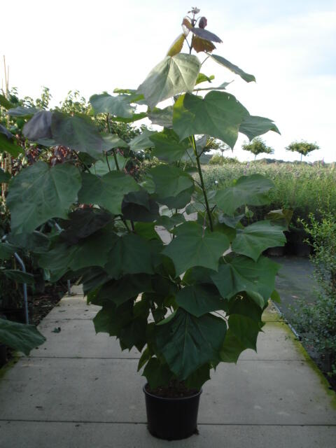 Katalpa křížená 'Purpurea' - Catalpa erubescens 'Purpurea'