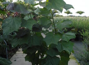 Katalpa křížená 'Purpurea' - Catalpa erubescens 'Purpurea'