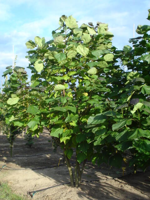 Katalpa křížená 'Purpurea' - Catalpa erubescens 'Purpurea'