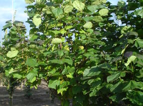 Katalpa křížená 'Purpurea' - Catalpa erubescens 'Purpurea'