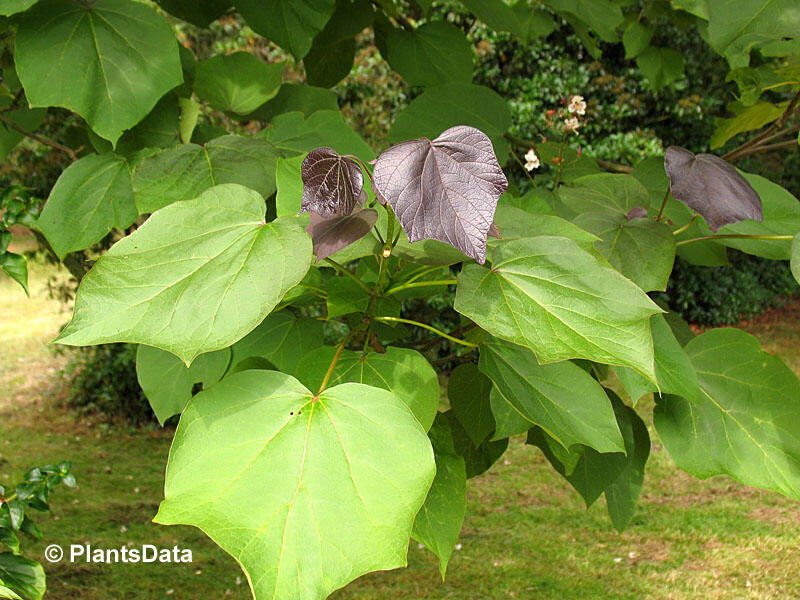 Katalpa křížená 'Purpurea' - Catalpa erubescens 'Purpurea'
