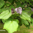 Katalpa křížená 'Purpurea' - Catalpa erubescens 'Purpurea'