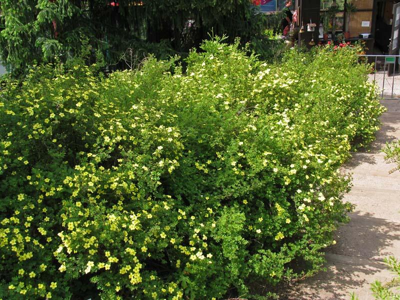 Mochna křovitá - Potentilla fruticosa