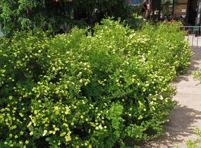 Mochna křovitá - Potentilla fruticosa