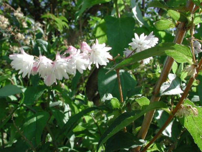 Trojpuk drsný 'Pride of Rochester' - Deutzia scabra 'Pride of Rochester'