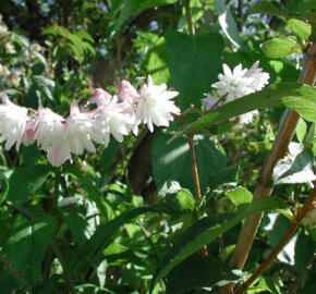 Trojpuk drsný 'Pride of Rochester' - Deutzia scabra 'Pride of Rochester'