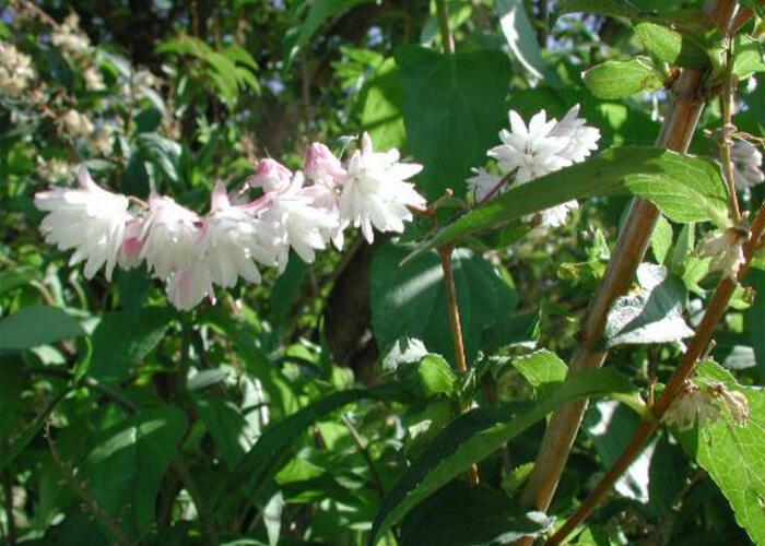 Trojpuk drsný 'Pride of Rochester' - Deutzia scabra 'Pride of Rochester'