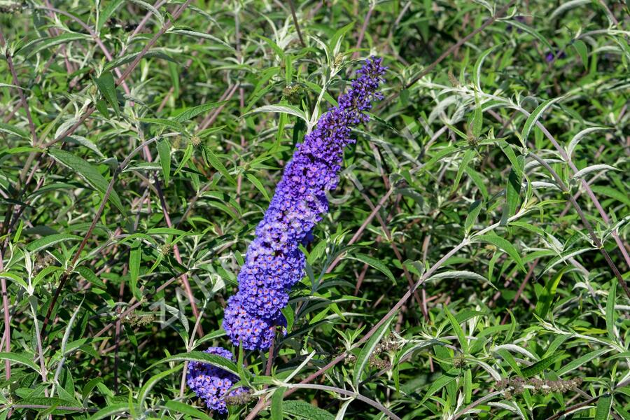 Motýlí keř, Komule Davidova 'Nanho Blue' - Buddleja davidii 'Nanho Blue'