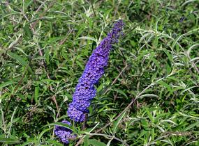 Motýlí keř, Komule Davidova 'Nanho Blue' - Buddleja davidii 'Nanho Blue'