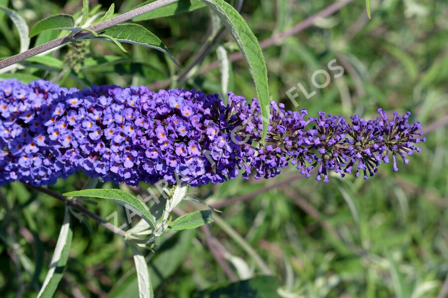 Motýlí keř, Komule Davidova 'Nanho Blue' - Buddleja davidii 'Nanho Blue'