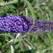 Motýlí keř, Komule Davidova 'Nanho Blue' - Buddleja davidii 'Nanho Blue'