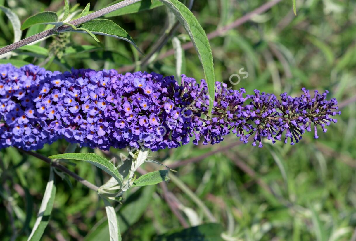 Motýlí keř, Komule Davidova 'Nanho Blue' - Buddleja davidii 'Nanho Blue'