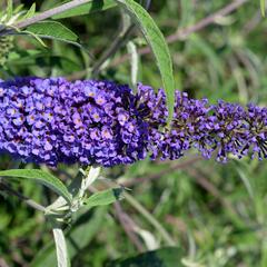 Motýlí keř, Komule Davidova 'Nanho Blue' - Buddleja davidii 'Nanho Blue'