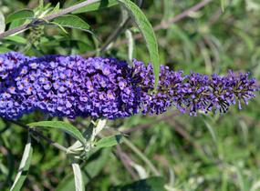 Motýlí keř, Komule Davidova 'Nanho Blue' - Buddleja davidii 'Nanho Blue'